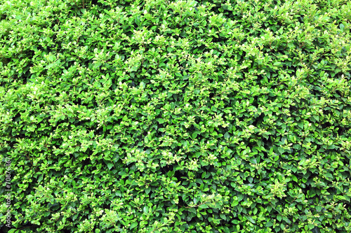 Beautiful green bush close up © Africa Studio