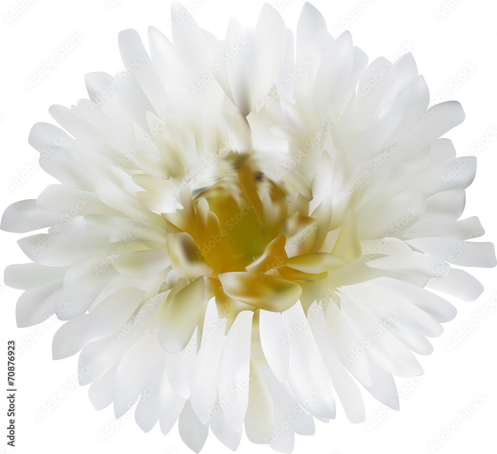 light aster flower isolated on white