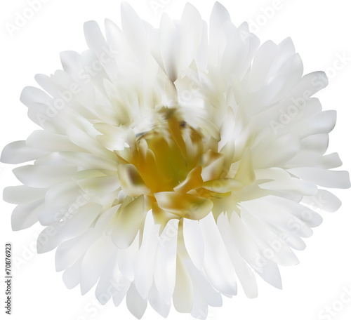 light aster flower isolated on white