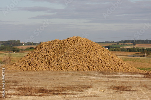 betterave sucrière, aisne, picardie photo