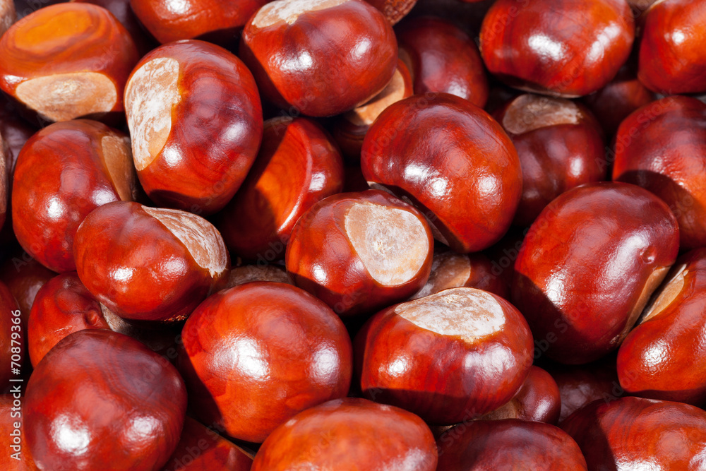 background of young chestnuts macro background of young chestnuts macro