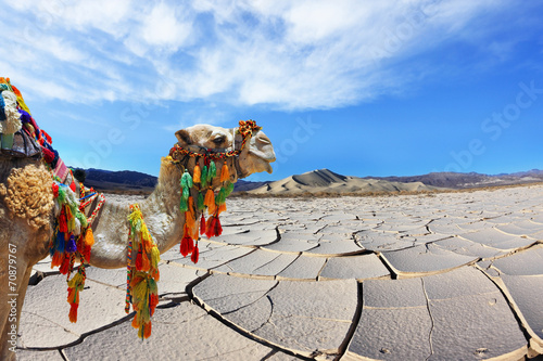 Brightly decorated camel at the takyr photo