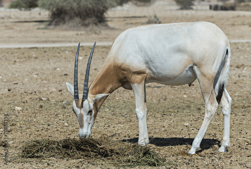 Baby of scimitar Oryx (Oryx leucoryx)