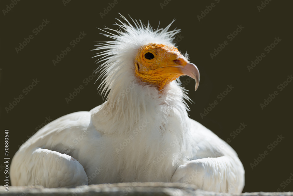 Schmutzgeier, Egyptian vulture, Neophron percnopterus