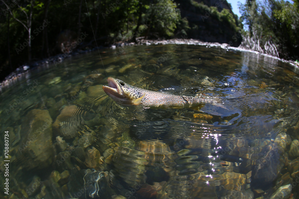 Fototapeta premium Closeup of fario trout being caught in river