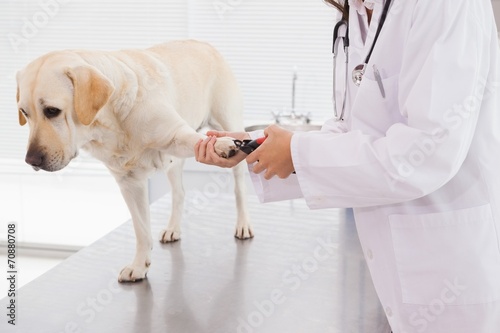 Vet using nail clipper on a labrador