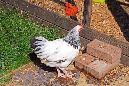 Light Sussex Bantam chicken © Arena Photo UK photo