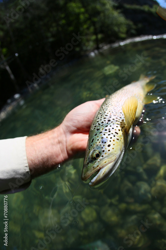 Fototapeta Naklejka Na Ścianę i Meble -  Closeup of fario trout in fisherman's hand