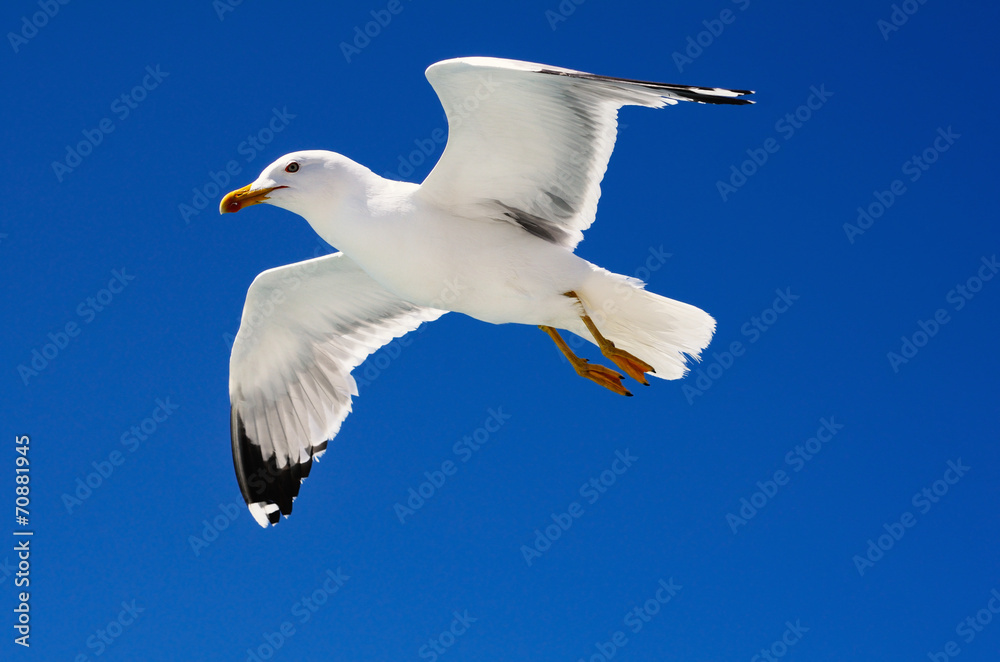 Obraz premium Flying Seagull
