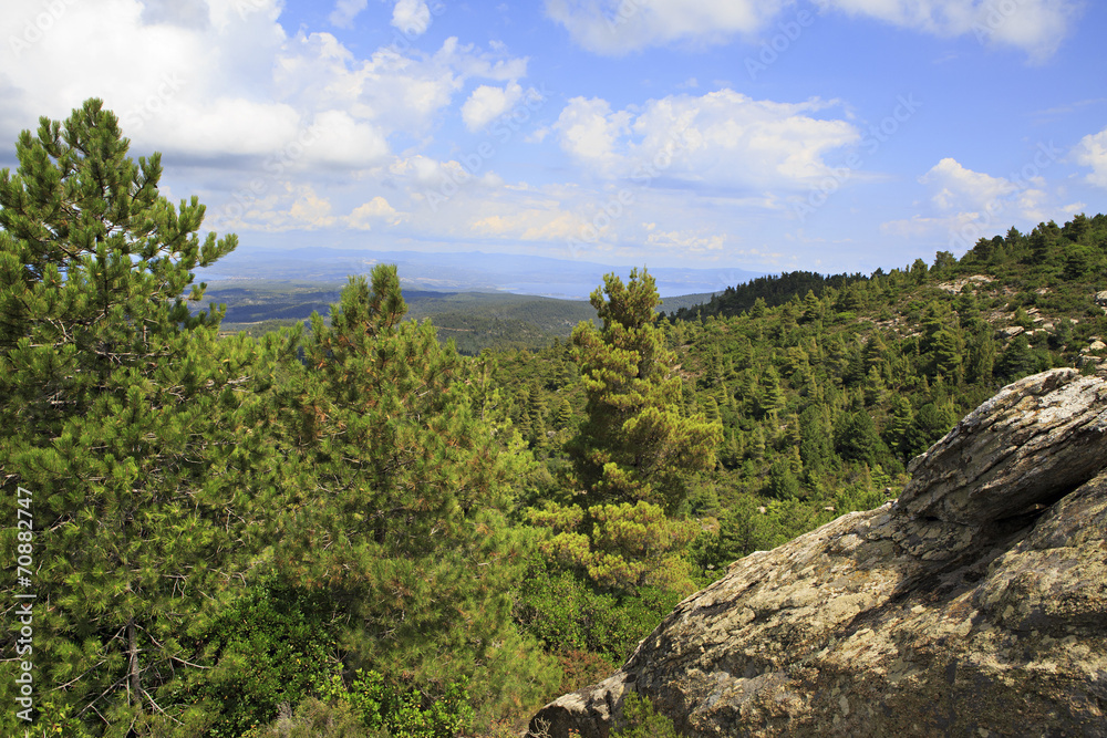 Scenic pine trees in the mountains. Scenic pine trees in the mountains.