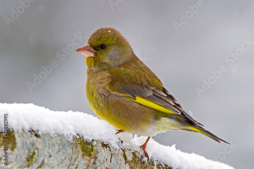 Greenfinch