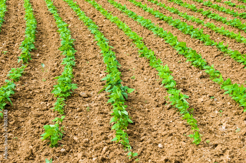 vegetable cultivation