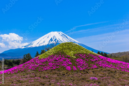 Monument of moss phlox flowers Mt. Fuji and Mount Fuji