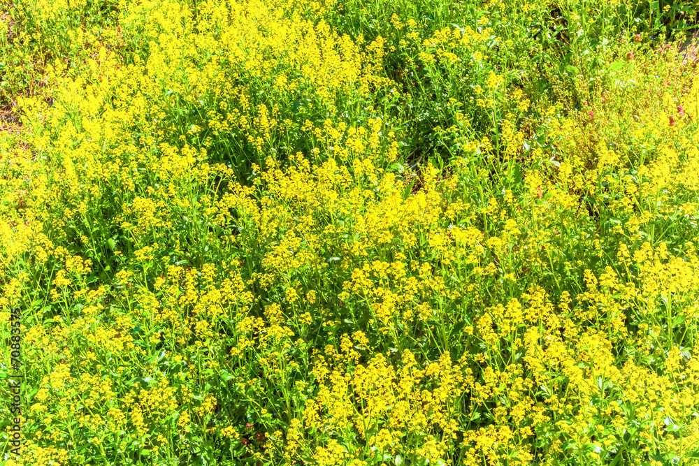 Yellow canola flowers Yellow canola flowers
