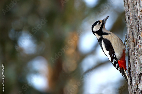 The Great Spotted Woodpecker (Dendrocopos major)