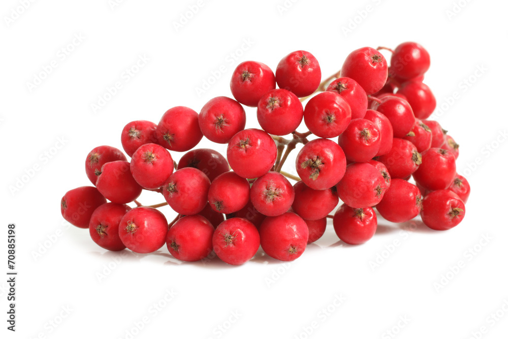 Branch of ashberry