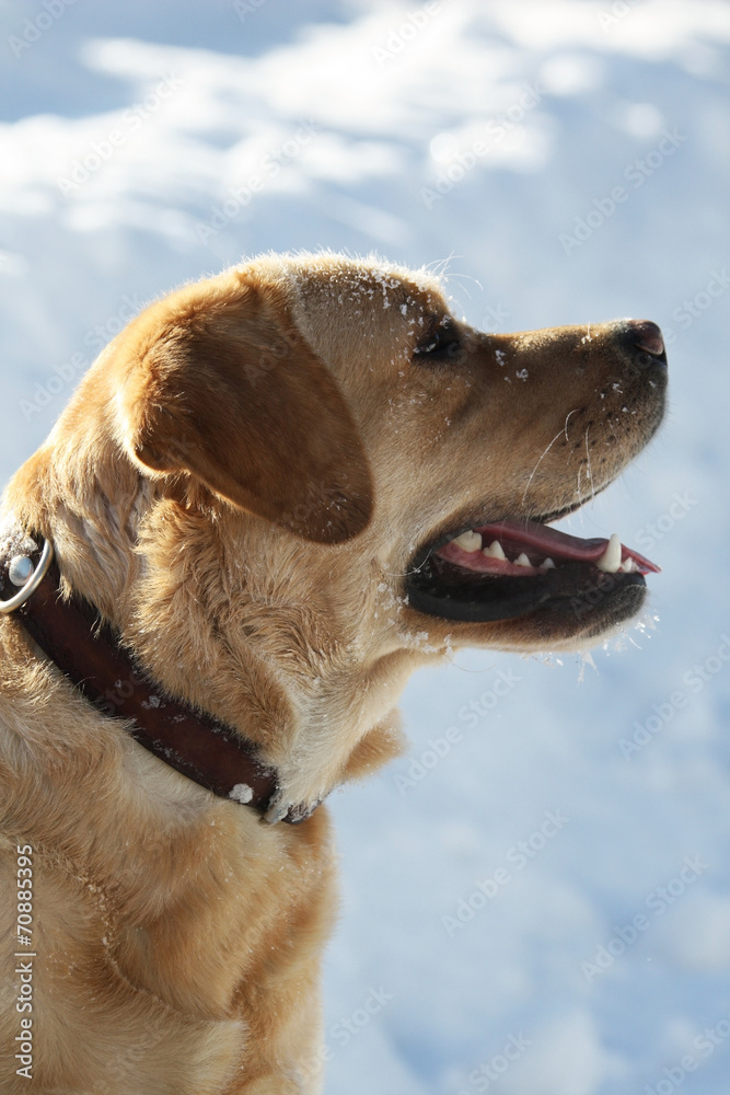 Labrador Retriever winter snow looks away Labrador Retriever winter snow looks away