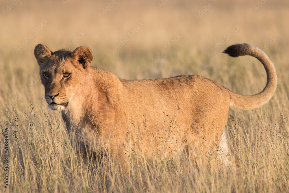 Naklejka premium lion in the grass