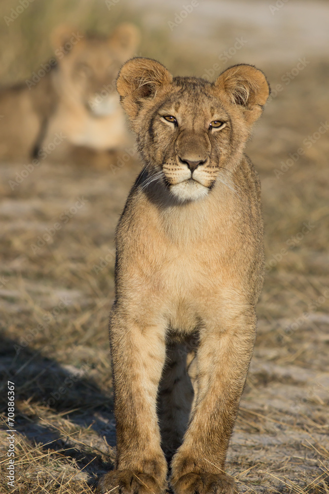 Obraz premium standing young lion