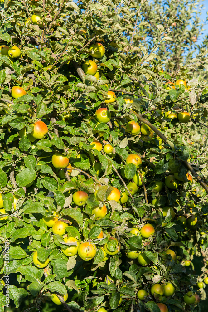 Green apples on apple tree branch ready to be harvested Green apples on apple tree branch ready to be harvested
