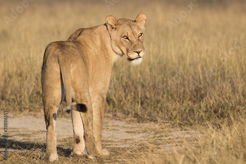 standing lioness