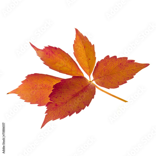 beautiful autumn woodbine leaf I
