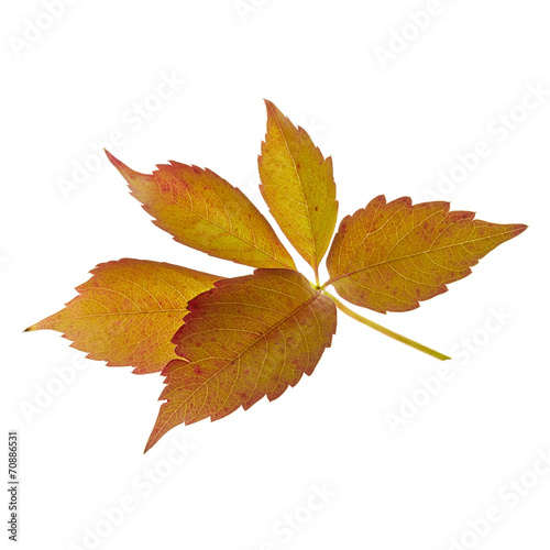 beautiful autumn woodbine leaf II