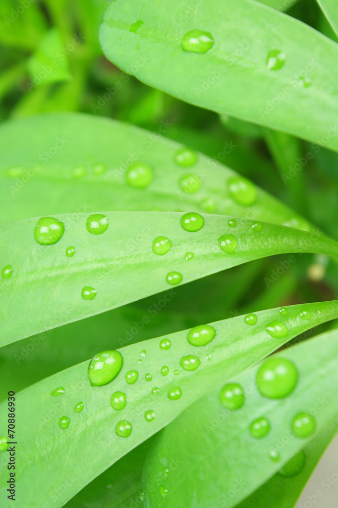 Green Foliage and rain drops Green Foliage and rain drops