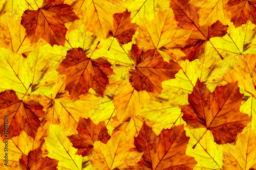 autumn maple leaves background  platanus III
