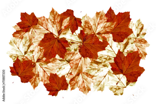 abstract arrangement of autumnn maple leaves