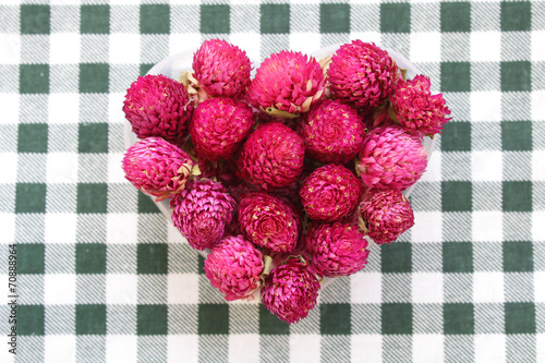 Obraz na płótnie Globe amaranth
