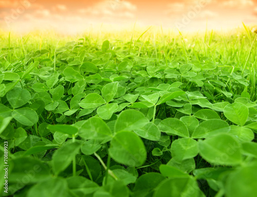 clover field sunset