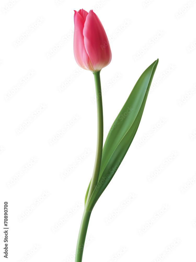 Tulip isolated. Vector illustration