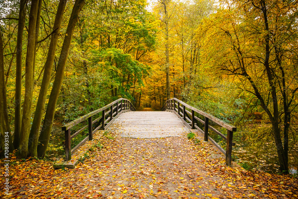 Bridge in autumn forest