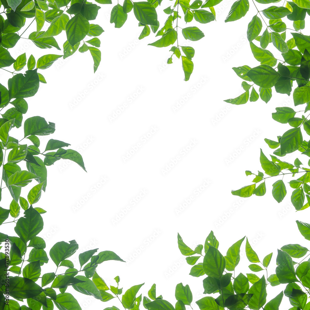 green leaf fream green leaf fream
