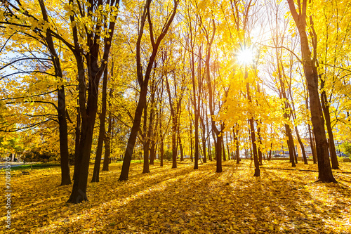 Sunny autumn park