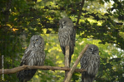 Owls. photo