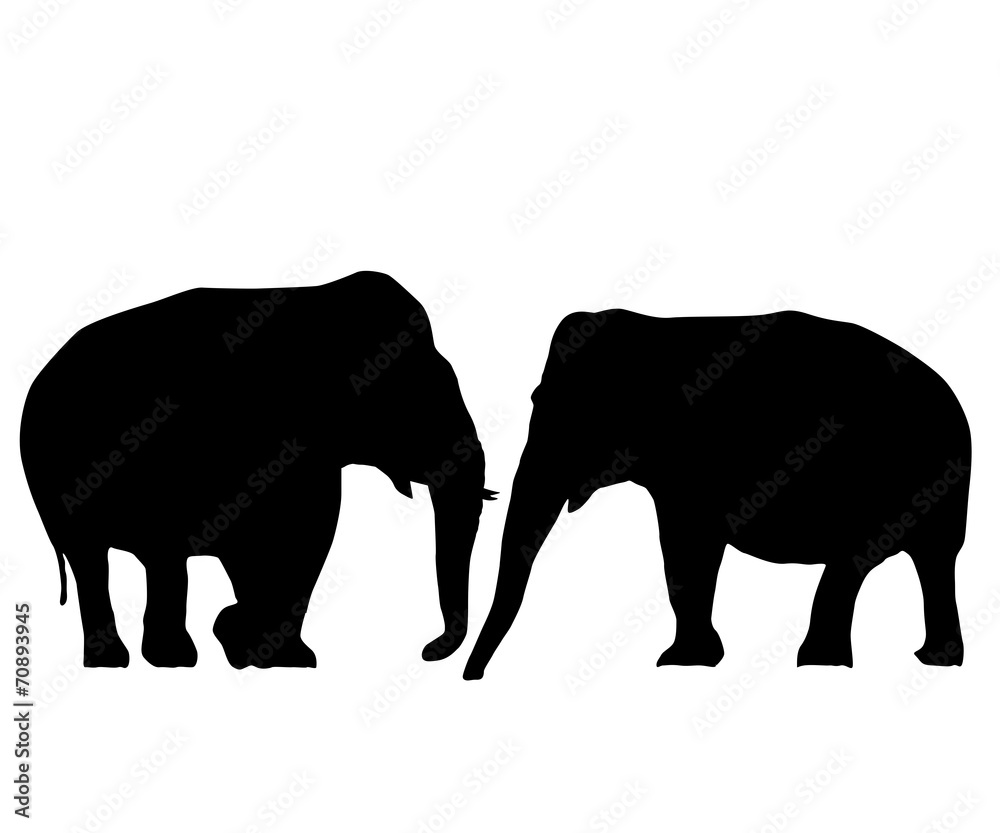 Fototapeta premium Elephants in love