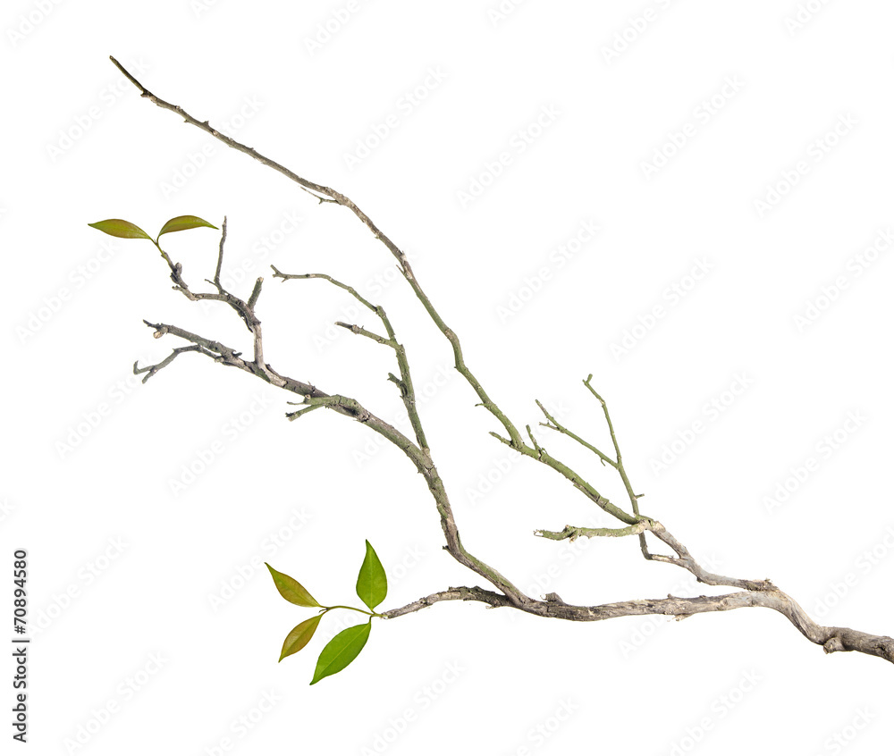 Branch with leaves - obrazy, fototapety, plakaty 