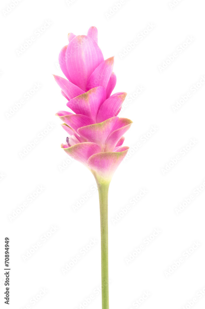 Siam tulip or Curcuma flower