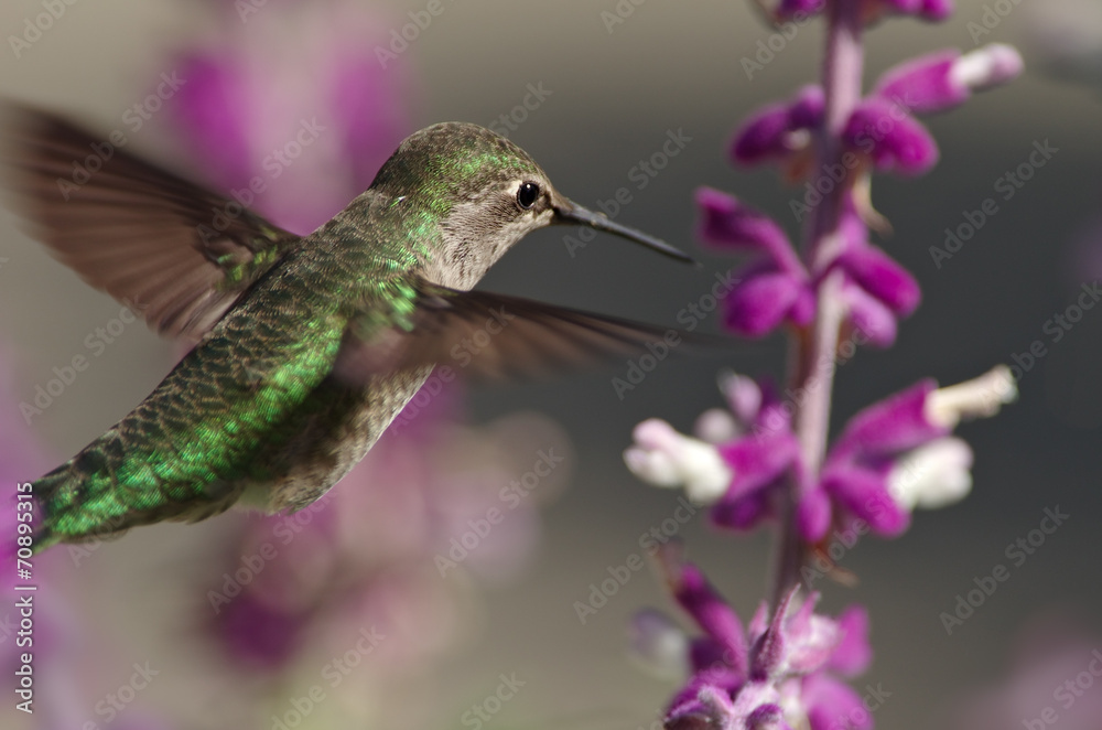 Selective focus on an Anna's hummingbird in flight.