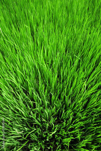 Rice field texture