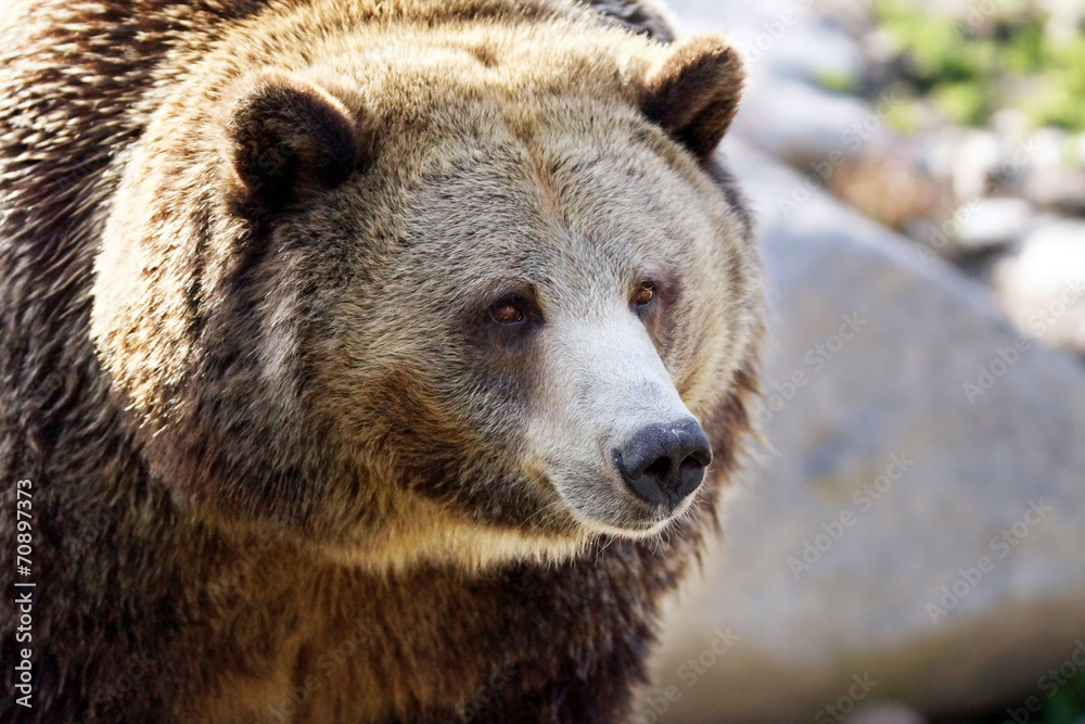 Big grizzly portrait Big grizzly portrait