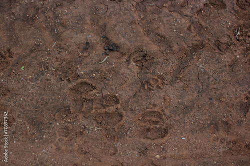Cow's footprint