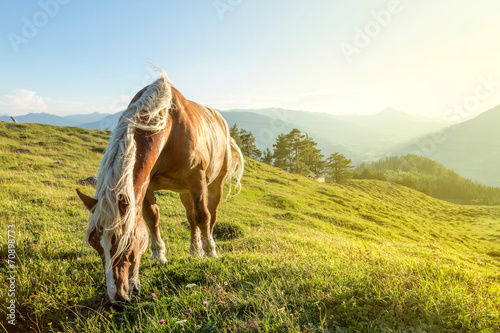 Fotografie Horse on mountain pasture