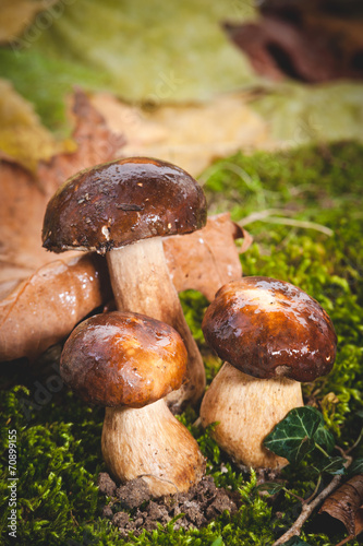 Autumn mushrooms on green moss