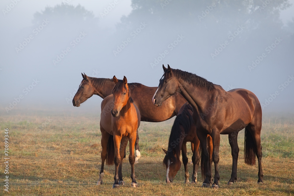 horses on foggy pasture