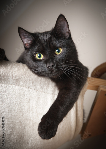 Fotografering Beautiful black cat