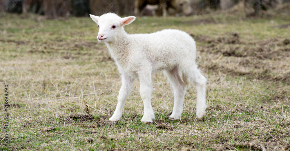 Fototapeta premium sheep