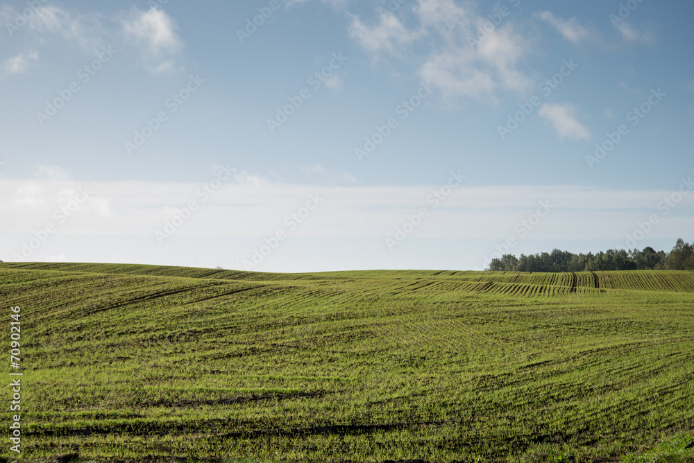 beautiful freshly cultivated green crop field